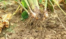 劳动的快乐之挖芋艿