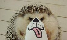 火红的“小刺猬”