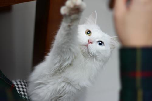 我喜欢猫