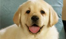 我家的“小狗”