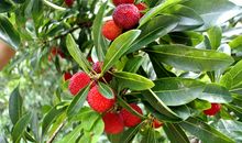 家乡的杨梅，又红了