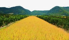 那片金色的稻田