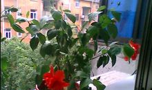 我是一盆教室里的花