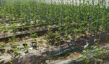 我发现了牛奶越晒越凉的奥秘