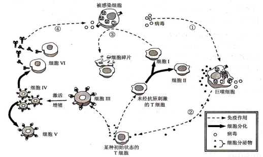 免疫细胞战争病毒