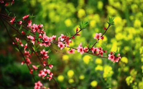 时间之花