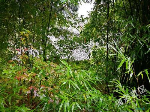 清晨秋雨