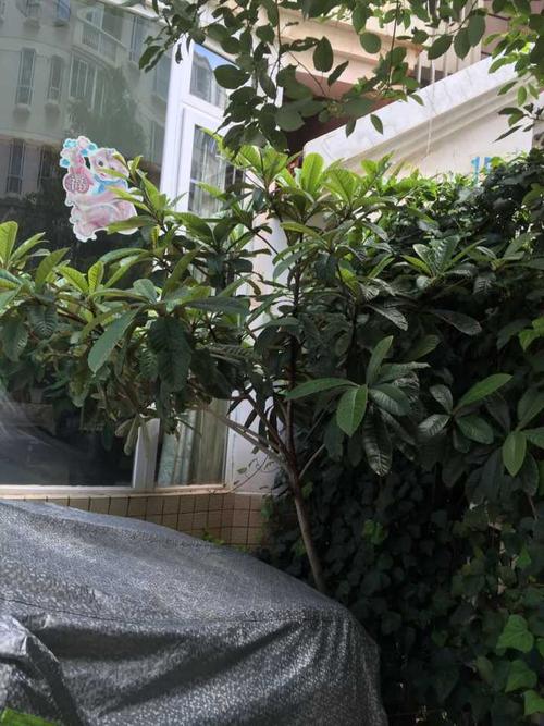 我家门口的qua树