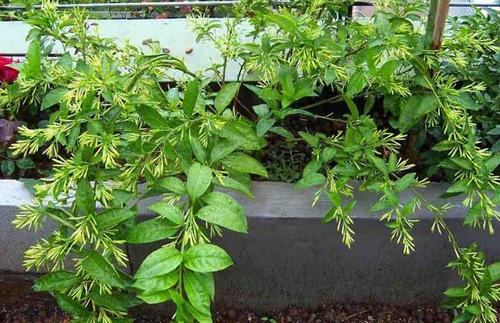 植物晚香
