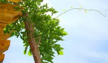 为自己寻找一些青藤