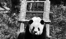 我家的“熊猫”