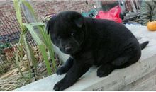 劳动让我倒了霉