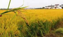 俯拾心间的稻穗