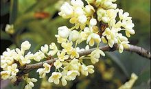 杭城寻桂——桂花乐