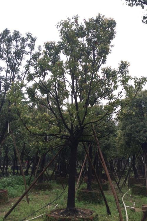 我发现樟脑可以驱蚊