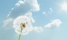 阳光下的蒲公英