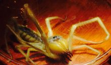 脑袋里有“虫”