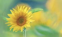 明天的太阳是崭新的