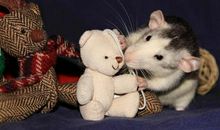 老鼠的幸福生活