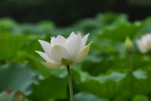 几白莲花