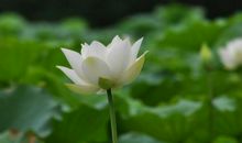 几朵白莲