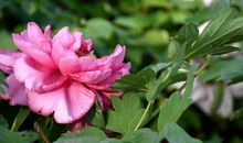 水上公园赏牡丹