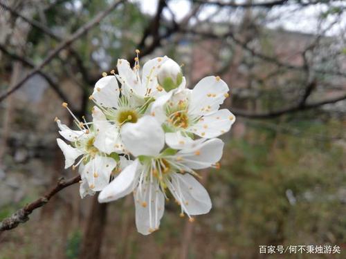 另见城南花