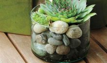 四季里的厚莲皮