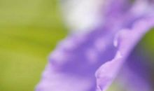 感恩的花开在上学的路上