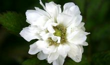 听花开又落的声音