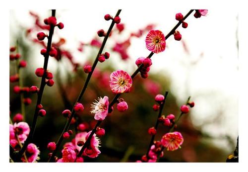 花，也许你是五颜六色的