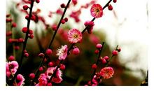 花，愿你五彩斑斓