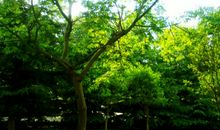 校园里的那一棵树