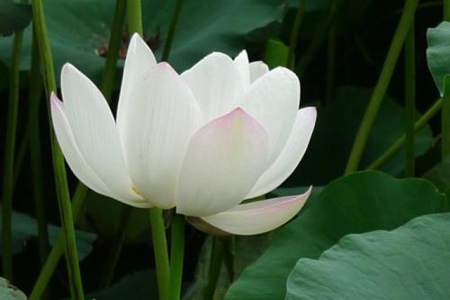 类似于莲花，比莲花更好