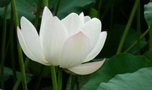 形似于莲，更胜于莲