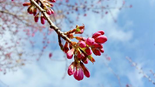 冬花