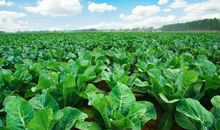 时代农场，不一样的果蔬新基地