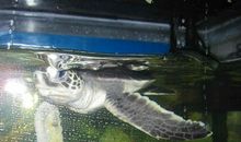 鱼缸里的凶杀案