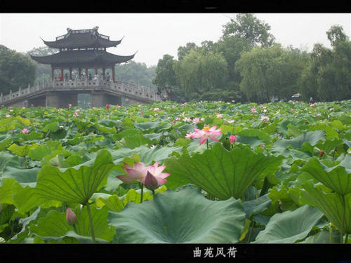 屈原的秋风莲