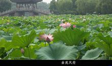 秋游——曲苑风荷