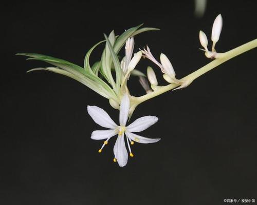 醒蜘蛛厂