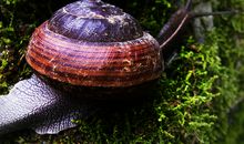 校园里的蜗牛山