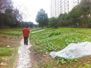 另一种蔬菜巡游