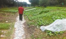 别样的菜地之旅