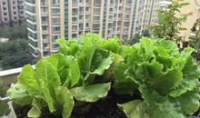 星期天，我和妈妈做了一个小实验。把一些葱头栽进在花盆里。然后，我给它浇了一些水，把花盆放到阳台上，让它沐浴着灿烂的阳光，呼吸着新鲜的空气，等待着第二天的“奇迹”。