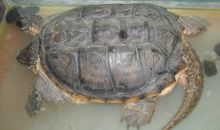 我家的乌龟朋友