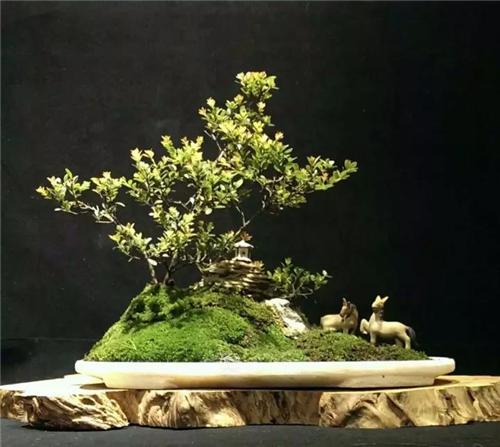 盆景生活