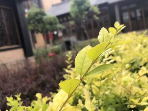 因为你，春风十英里