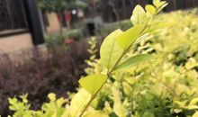 因为有你，春风十里