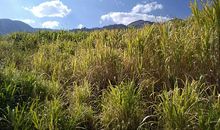 冬日里的那场绿